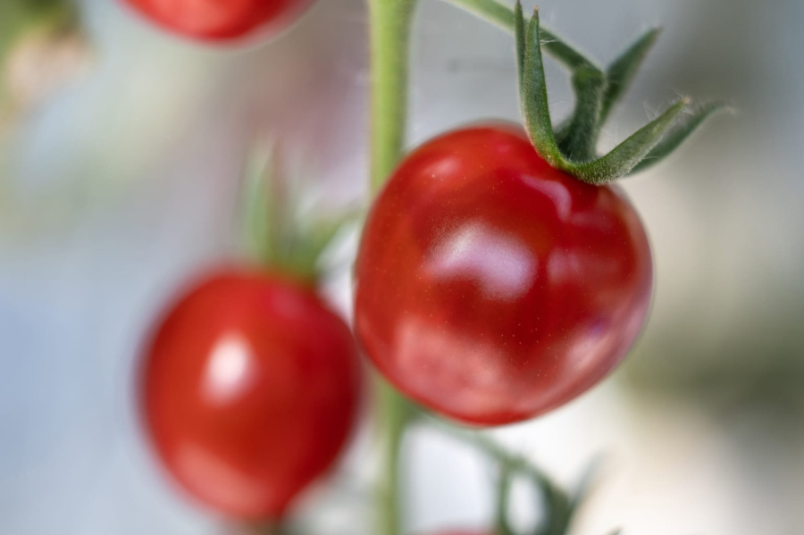 في مصر.. حتى الطماطم قلبها أبيض..