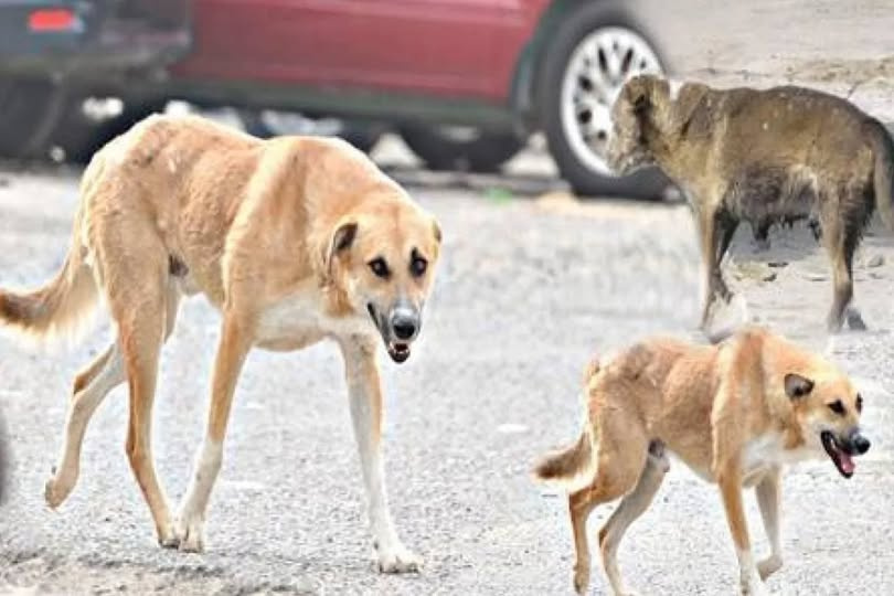عقر طفل في الرمثا للمرة الثانية