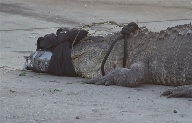 أشرس زبائن العالم.. تمساح ضخم يحاصر