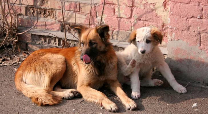 رؤساء بلديات يكشفون خطط مواجهة الكلاب