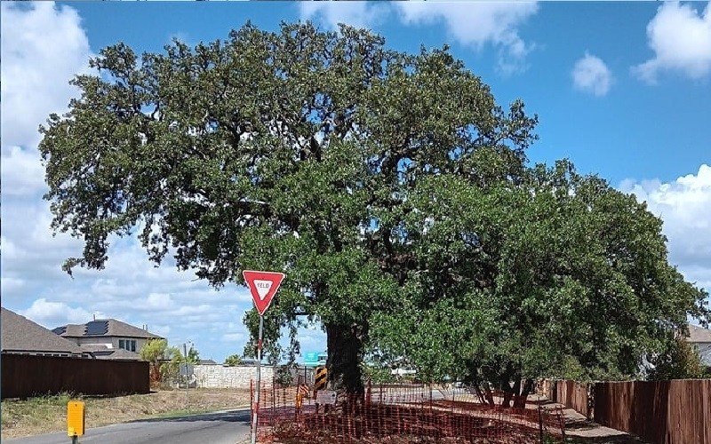 مليون دولار لنقل شجرة عمرها 400