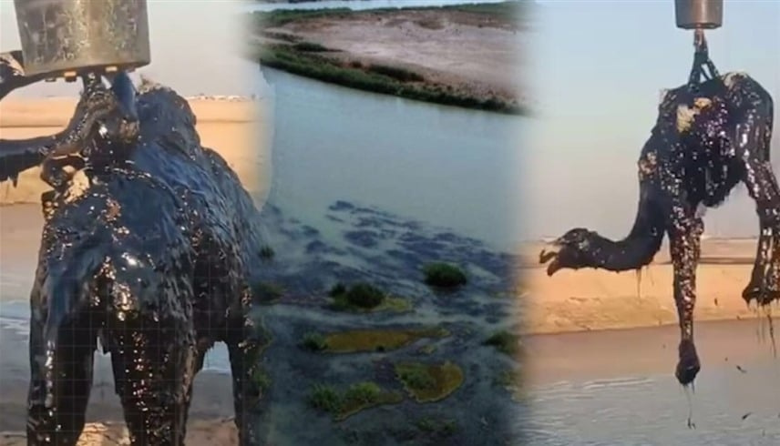 العراق: إنقاذ جمال سقطت في مستنقع