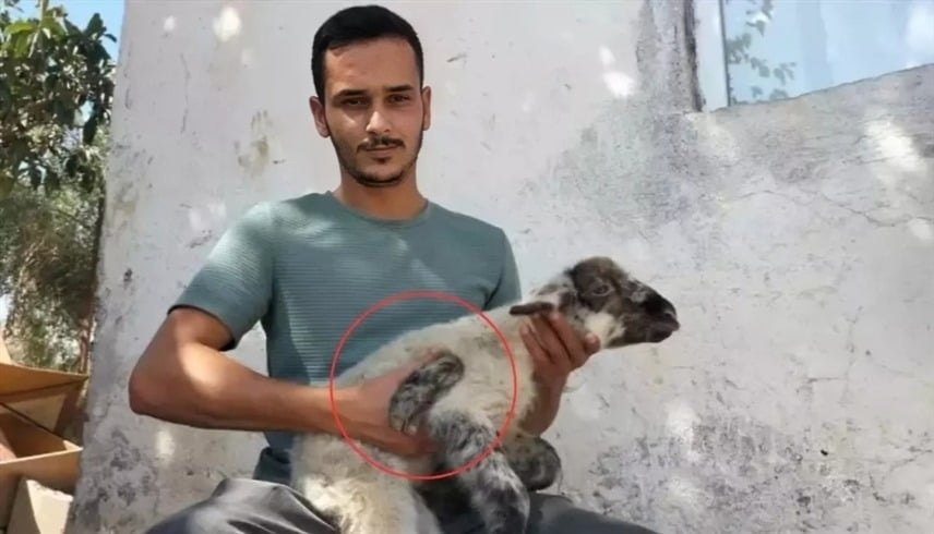 حدث نادر.. نعجة تنجب حملا بـ5