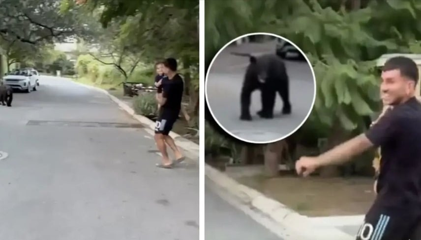 مواجهة غير متوقعة.. دب يلاحق نجم