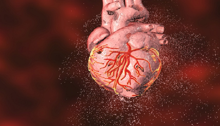 معلومات مذهلة عن القلب: من تكوّنه