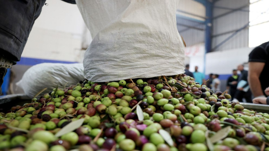 الزراعة توقف تصدير الزيتون الأخضر نظرا