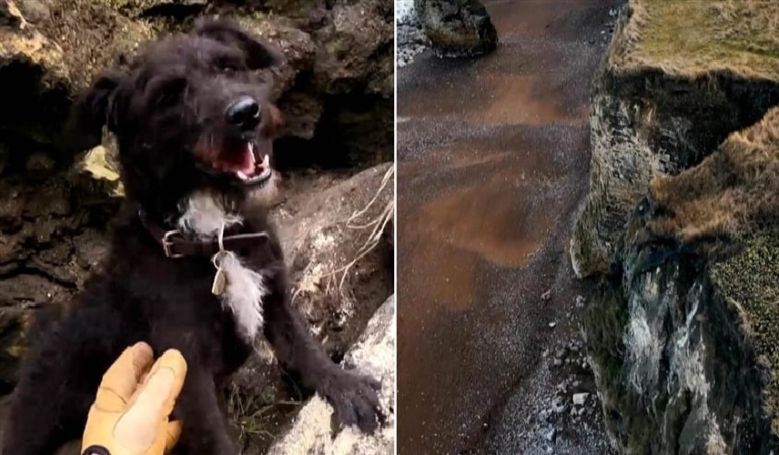 إنقاذ كلب صغير سقط من منحدر