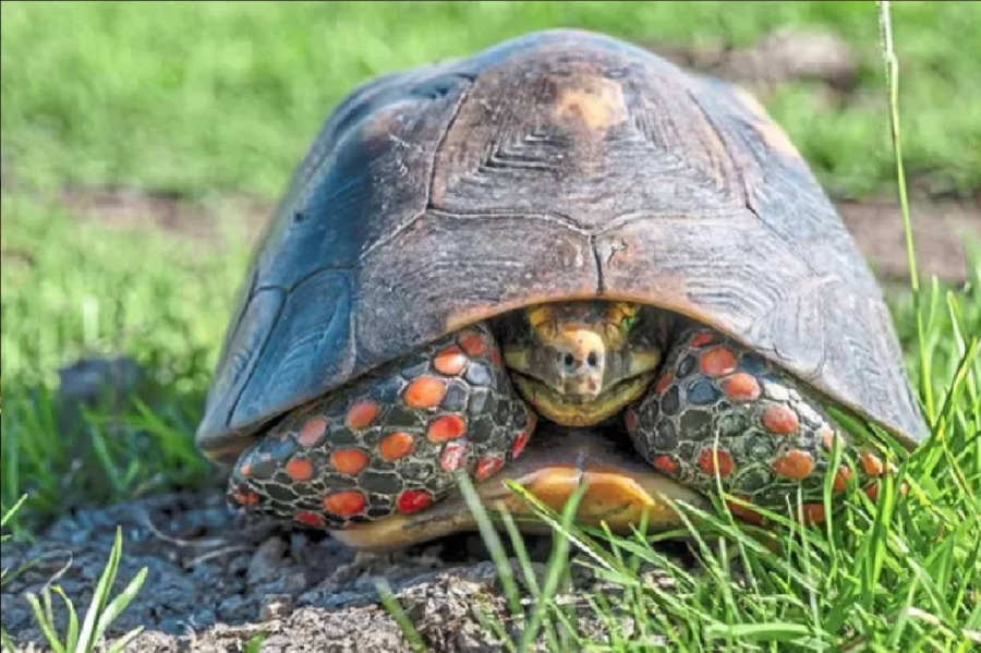 هل للزواحف مشاعر؟.. دراسة حديثة تكشف