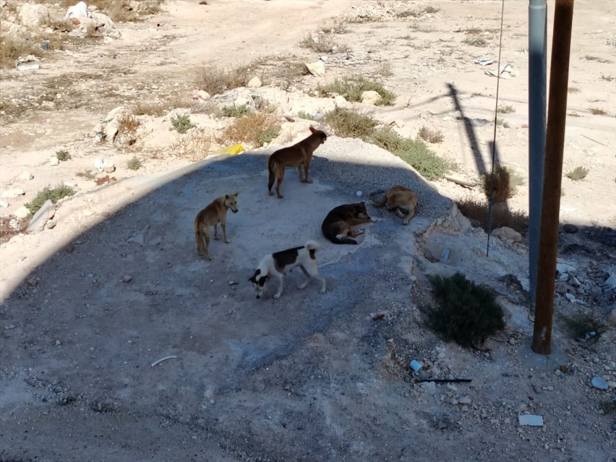 جوارنة تكتب: ما بين الرفق بالحيوان