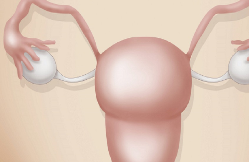 ليست البويضات وحدها .. دراسة تفسّر