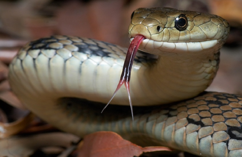 ثعابين كبيرة تثير رعب السياح في