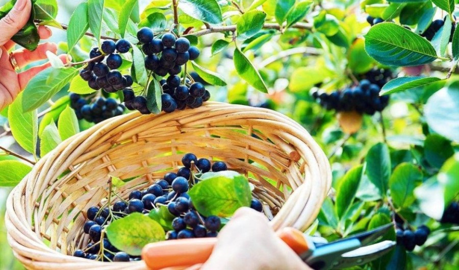 عصير فاكهة الذهب الأسود.. يخفض السكري