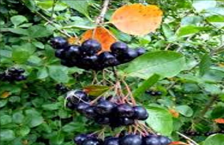 الذهب الأسود التي تعيد التوازن وتنظّم