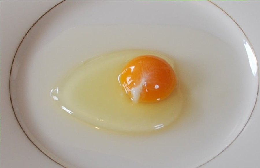 معركة البيضة: بياض البيض (البروتين الخالص)
