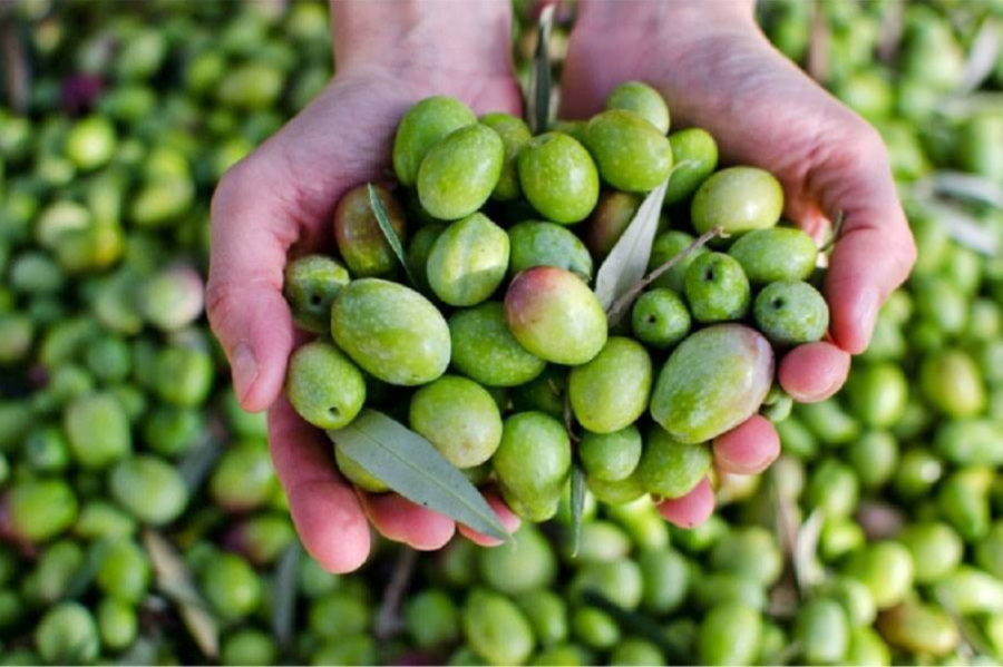 تعرف على أفضل طرق نقل الزيتون