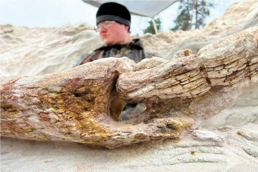 الأقدم على الإطلاق: العثور على جذع