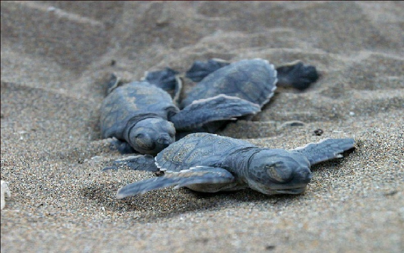 حمى الأجيال الضائعة: أستراليا تستخدم أحدث