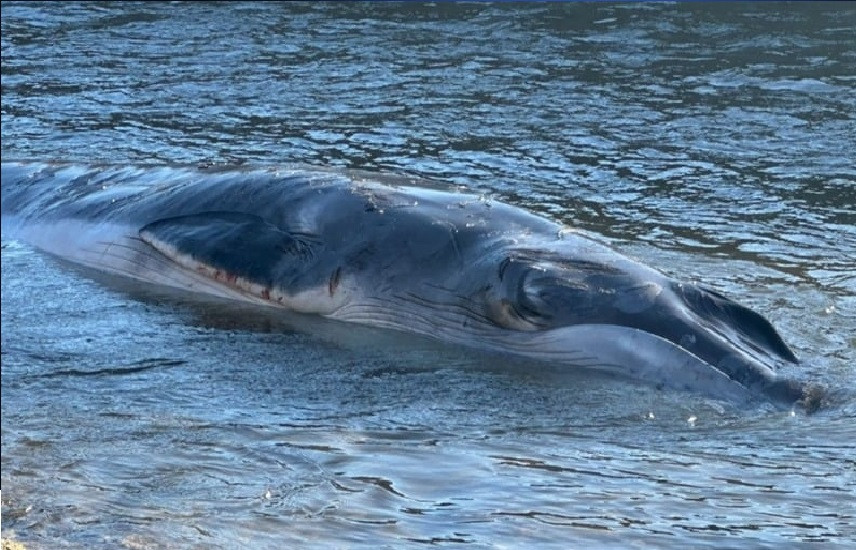 مخلوق عملاق يغزو ساحل بريطانيا