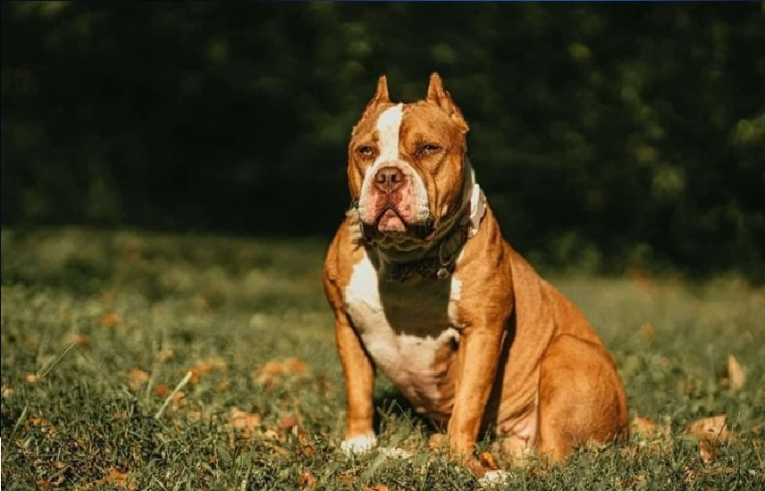 نوبة هلع كلب: رضيع يذهب ضحية