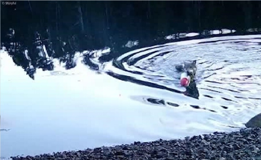 ذكاء الذئاب يفاجئ العلماء: اكتشاف سلوك