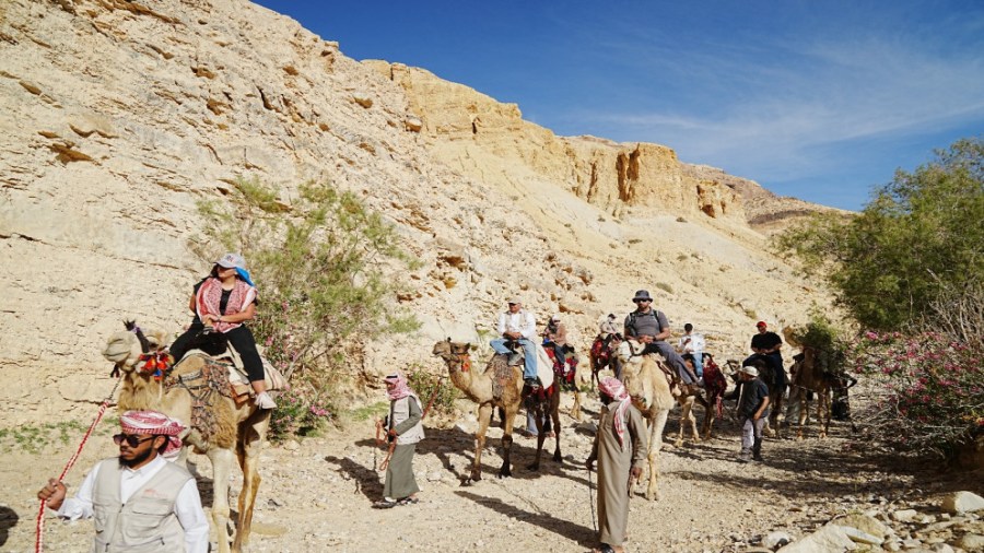 بنسبة إشغال مرتفعة .. 81 ألف