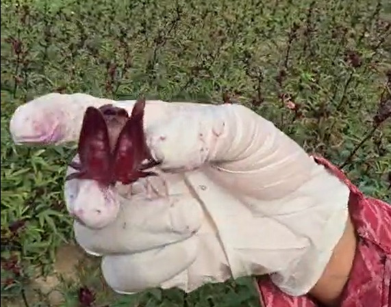 هل رأيت يوما ثمرة الكركديه في