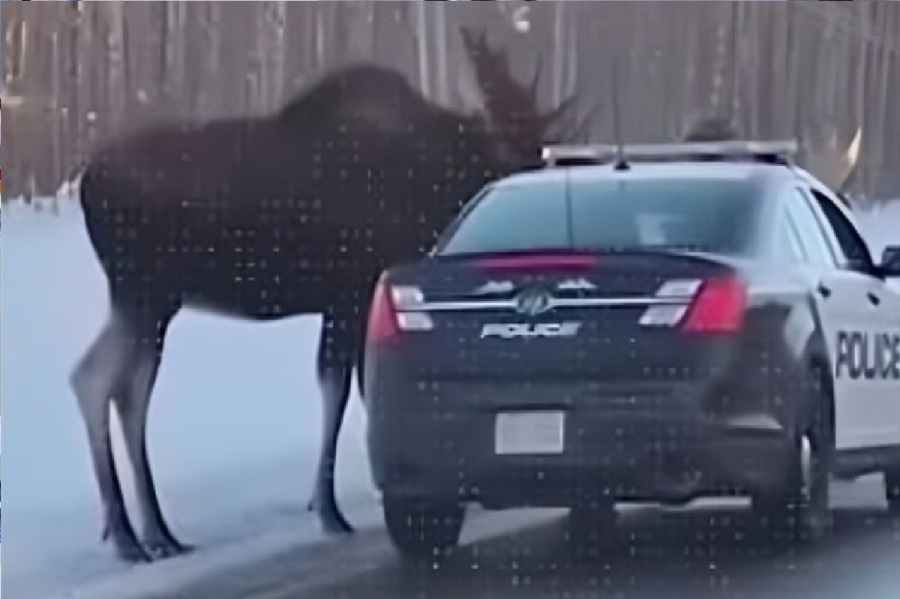 في الحقيقة لم تكن شيئا: ظبيان