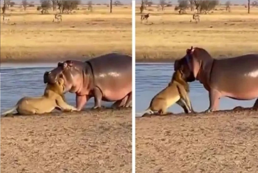 نهاية غير متوقعة لمعركة الأسد.. هل