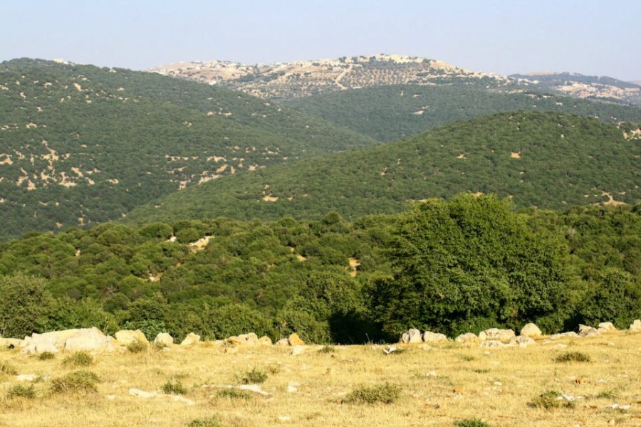 الغابات الأردنية.. رئة الوطن التي تواجه