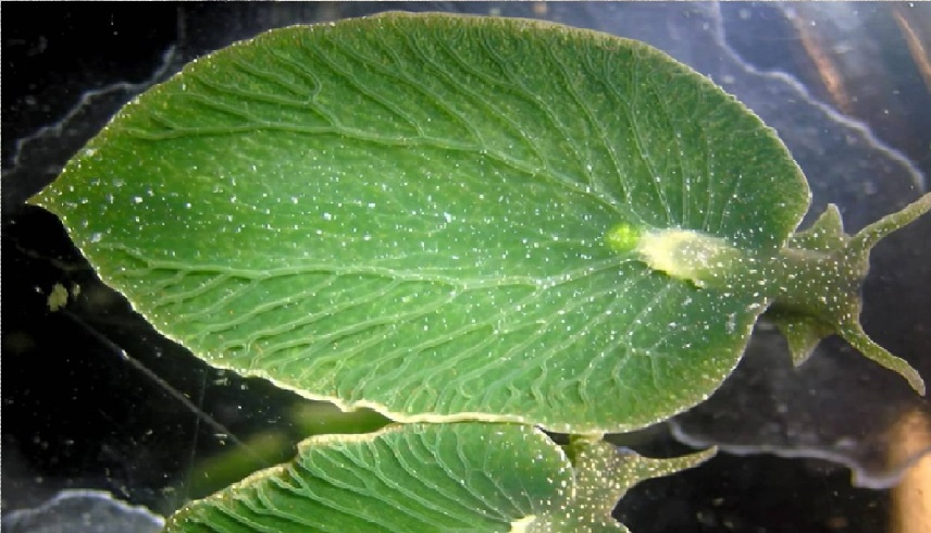 سبحان من خلق.. ظنه الغواصون ورقة