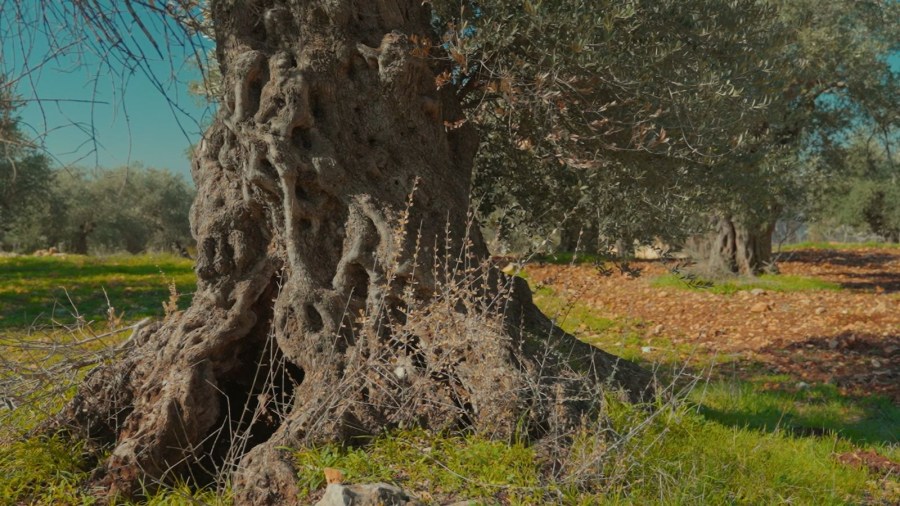 وزارة الثقافة الأردنية تنجح بإدراج شجرة