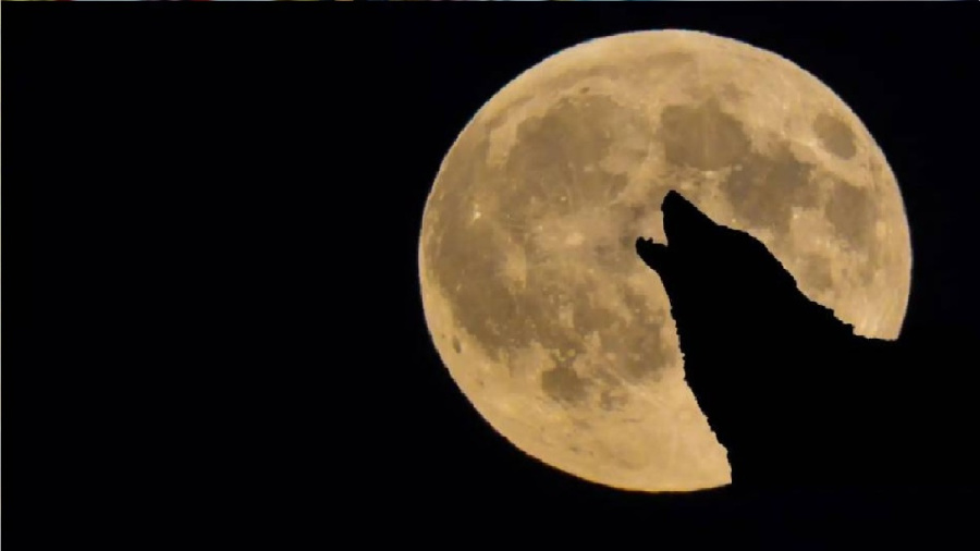 قمر الذئب العملاق يفتتح العام الجديد: