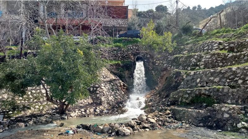 عجلون: أمطار الخير تعزز المزروعات الحقلية