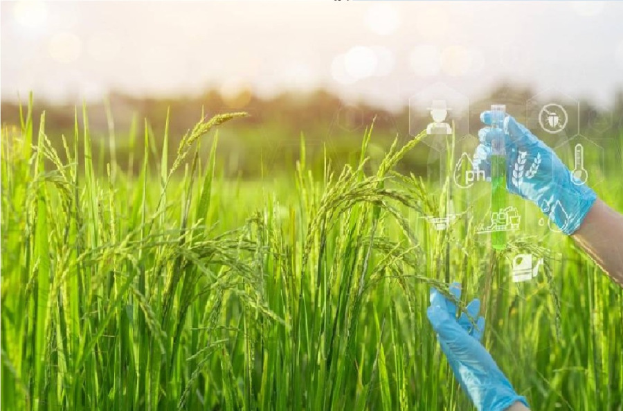 ثورة زراعية بالأرز: تقنية النانو سيلينيوم