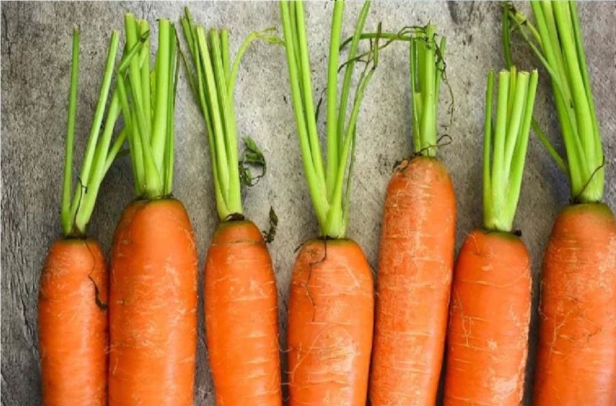 الجزر يحسّن البصر: المقولة حقيقة علمية..