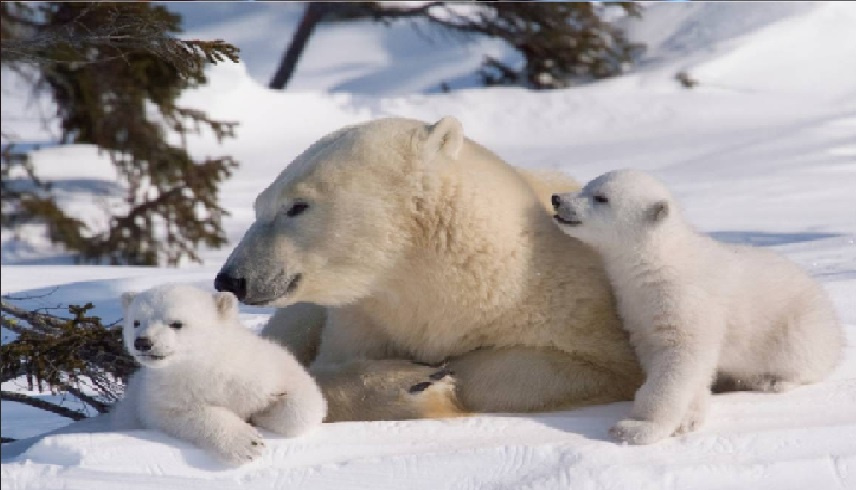 حالة نادرة في القطب الشمالي: دبة