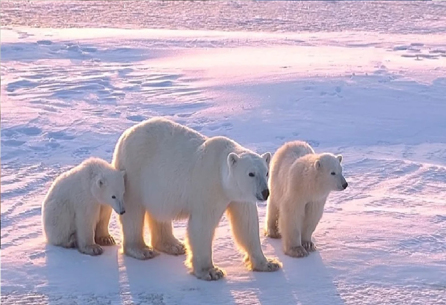 ظاهرة نادرة في كندا: دبة قطبية