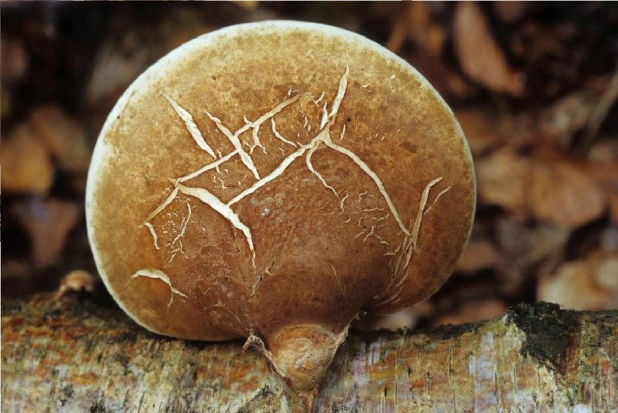 أسرار المحيط الجنوبي: بعثة دولية تكتشف 30 كائنا بحريا لم تكن معروفة من قبل | مدار الساعة