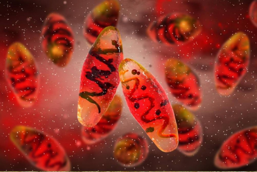 خروف الأربعة آلاف عام