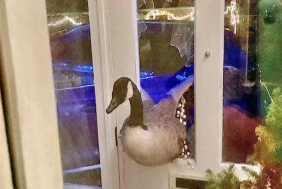 ظنته لصا فكانت أوزة: حادثة اقتحام