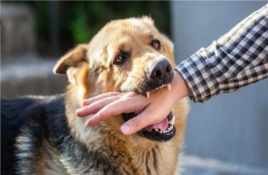 بعد 40 يوما من العضة.. وفاة