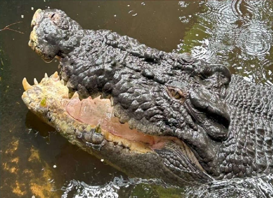 نهاية أسطورة القرن.. لغز نفوق أضخم