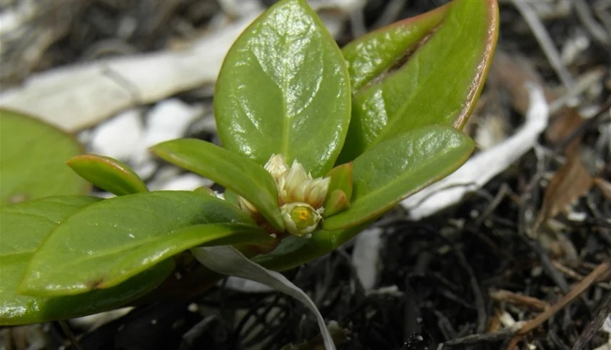 من سواحل البرازيل.. عشبة معطف يوسف