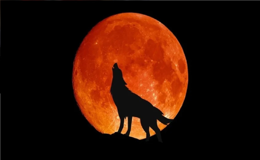 لا تفوتوا المشهد: قمر الذئب يضيء