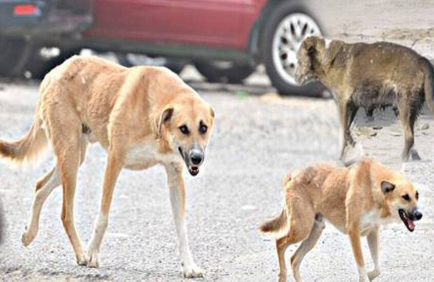 مصر: كلاب ضالة تدفع طالبا تحت