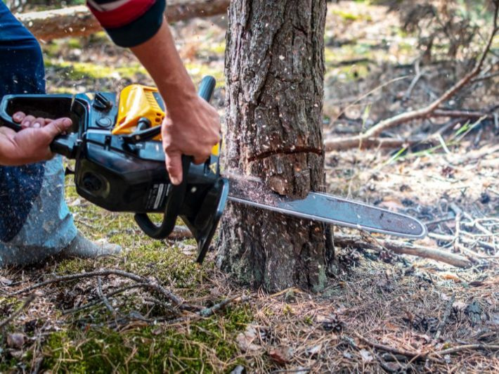 اعتداء على أشجار معمرة ونادرة في