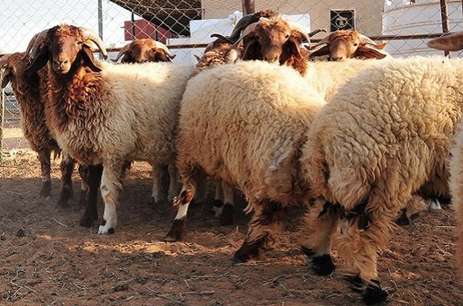 ترقيم 43 ألف رأس من الماشية