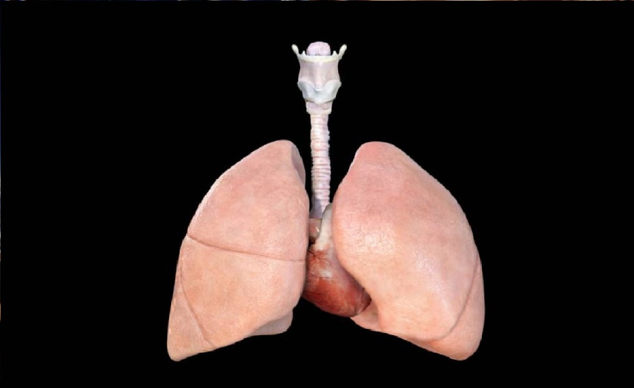 رئة في مختبر: ابتكار نموذج رئوي