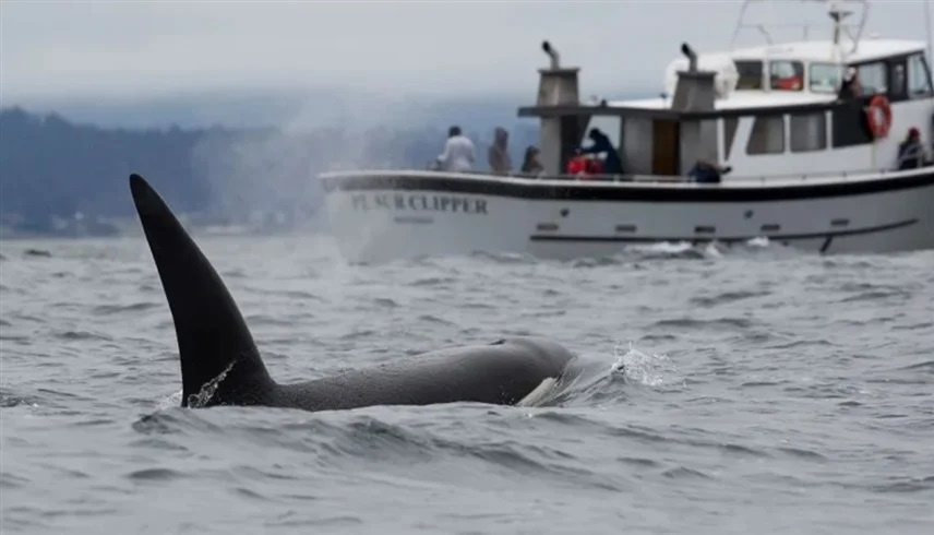 66 يوما في قبضة المحيط: قصة