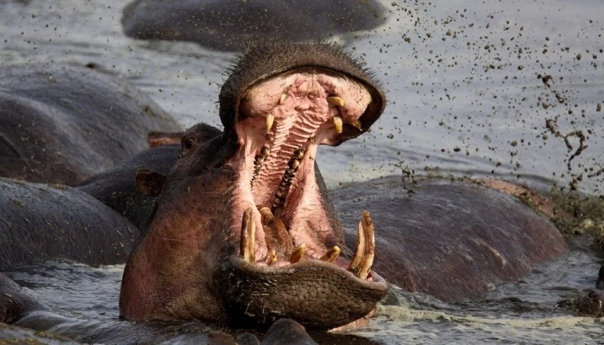 هجوم أفراس النهر ينهي حياة مجموعة صيادين في بحيرة نيفاشا الكينية | مدار الساعة